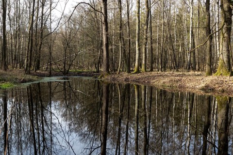 Water reflection of tree trunks in a pond in the forest