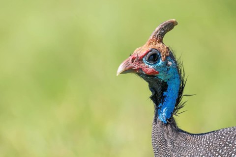 Helmeted guineafowls