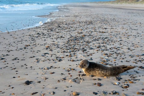 Seal on the beach