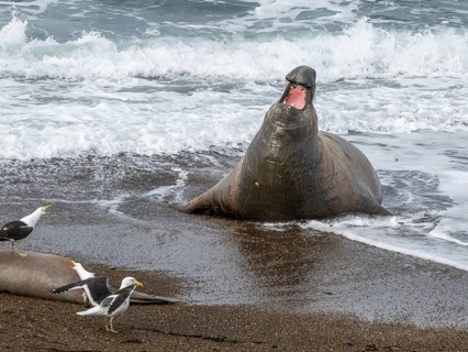 Southern elephant seal