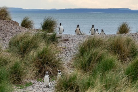 Magellanic penguin
