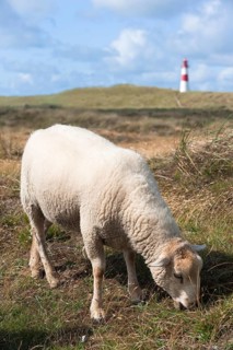 Sheep