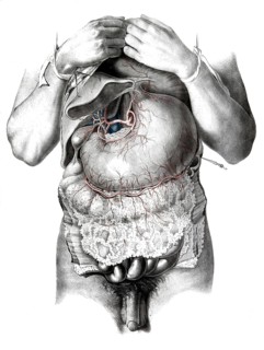 Human anatomy