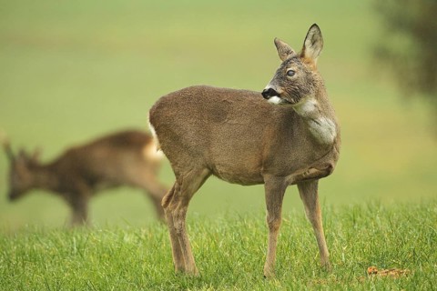 European roe deer