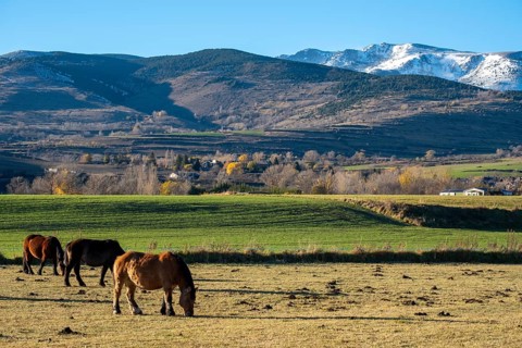 Breeding of horses for meat consumption in the Cerdanya region in the province of Gerona in Catalonia in Spain