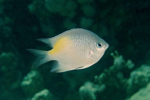 Yellow-sided damselfish
