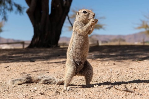 Mountain ground squirrel
