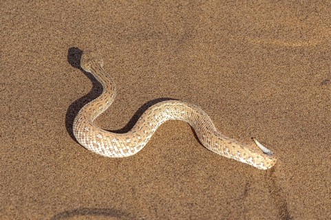 Dwarf puff adder