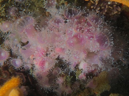 Strawberry anemone