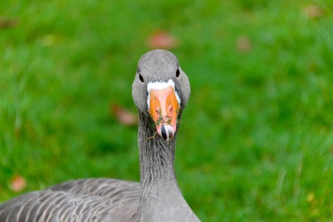 Greylag goose
