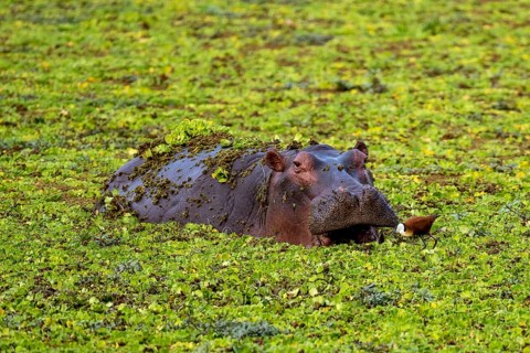 Hippopotamus