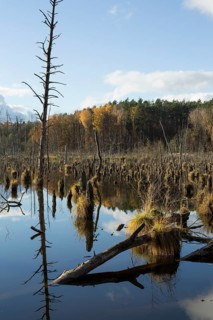 Dead trees in a shallow lake in autumn. Germany