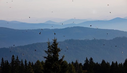Swarm of swallows high above the mountains with a view of the Klagenfurt basin and the Karawanken