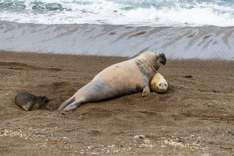 Southern elephant seals