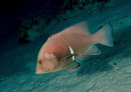 Redmouth grouper