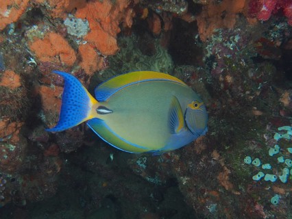 Eyestripe surgeonfish