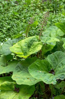 Flowering common butterbur