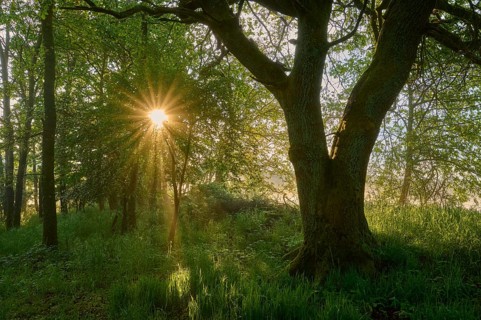 Oak