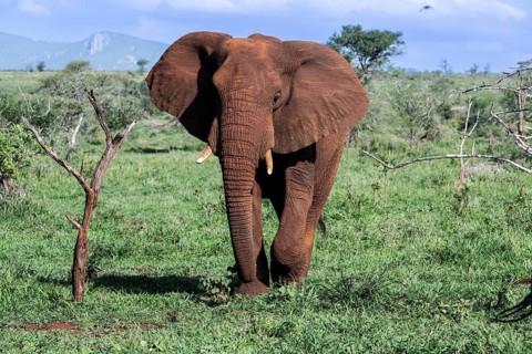African elephant