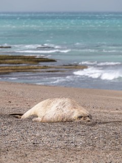 Southern elephant seal