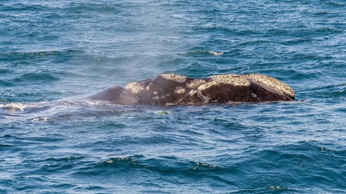 Southern right whale