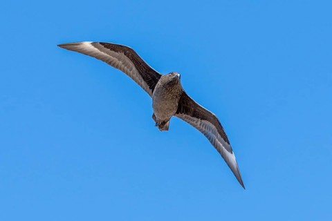 Brown Skua
