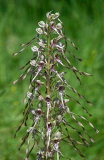 Lizard orchid