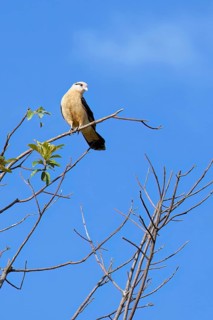 Yellow-headed Caracara