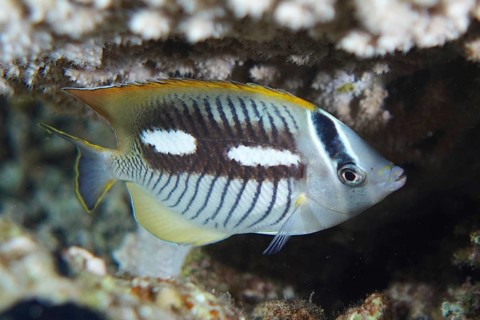 Chevron butterflyfish