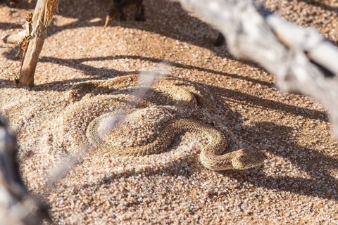 Dwarf puff adder