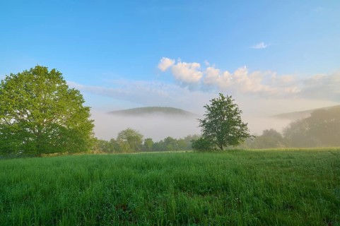 Meadow