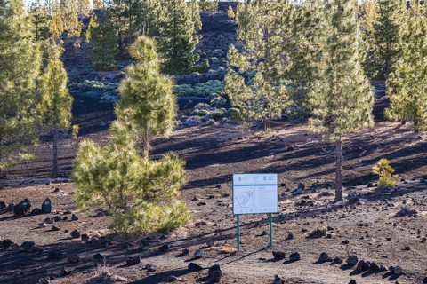 Canary Island pines
