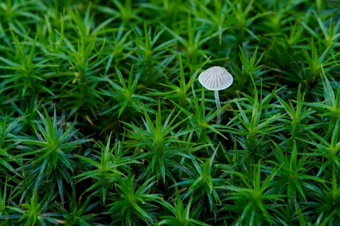 A small lamellar fungus grows between moss. Germany