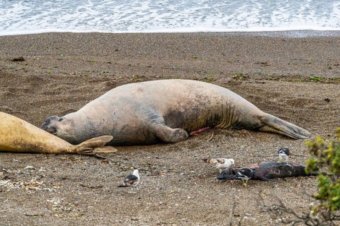 Southern elephant seal