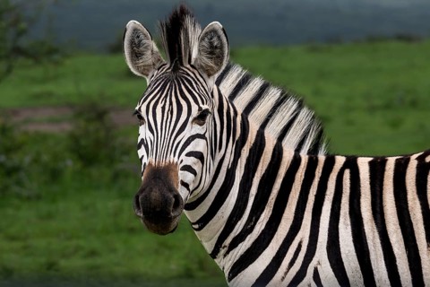 Plains zebra