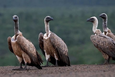 White-backed vulture