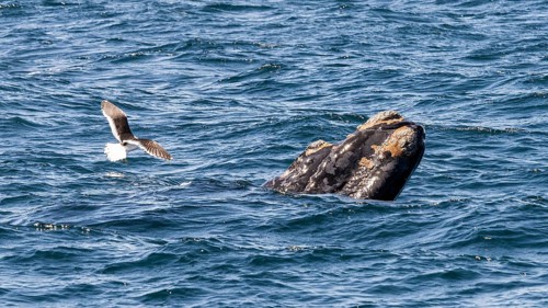 Southern right whale
