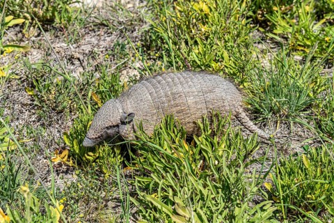 Dwarf armadillo