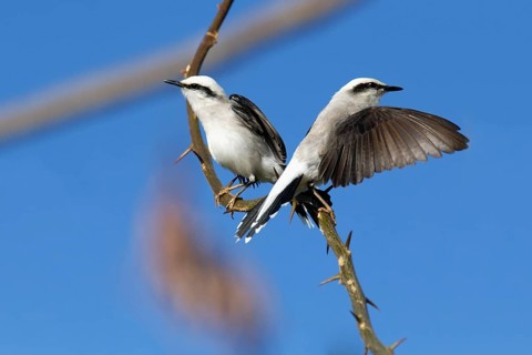 Courtship display of a couple of Masked Water-Tyrant