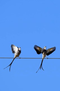 Courtship display of a couple of Streamer-tailed Tyrant