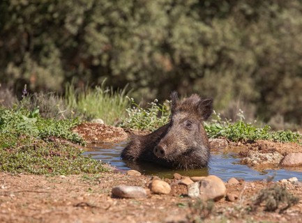 Wild boar