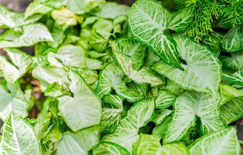 Caladium leaves background. Details of caladium plants in a garden. Tropical Caladium Leaves