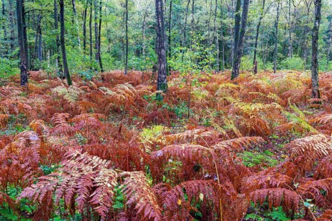 Autumn in the Buchholz Forest