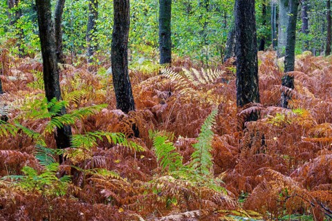 Autumn in the Buchholz Forest