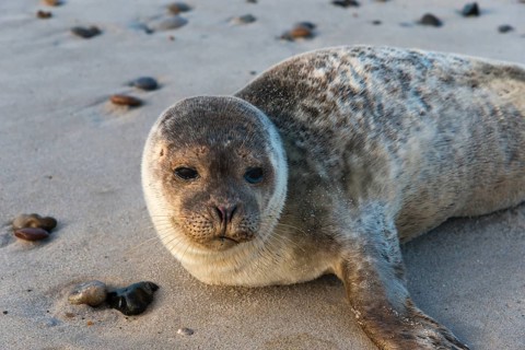 Seal on the beach