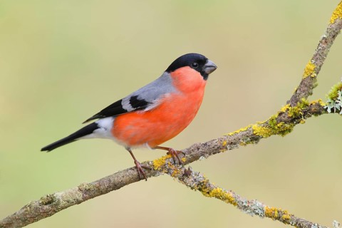 Eurasian bullfinch