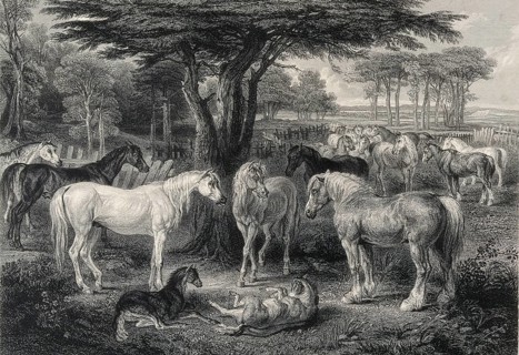 Animals