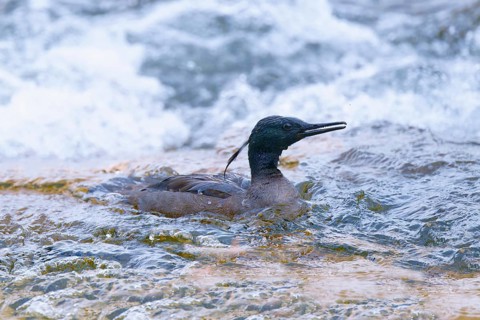 Brazilian merganser