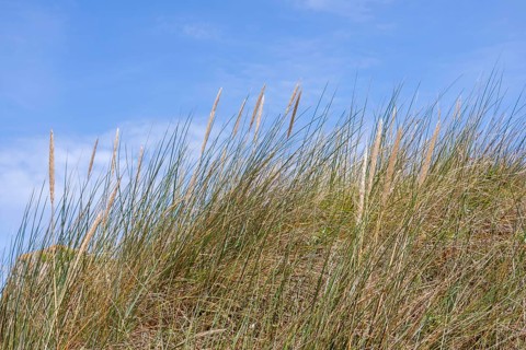 Marram grass