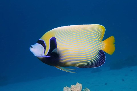 Emperor angelfish